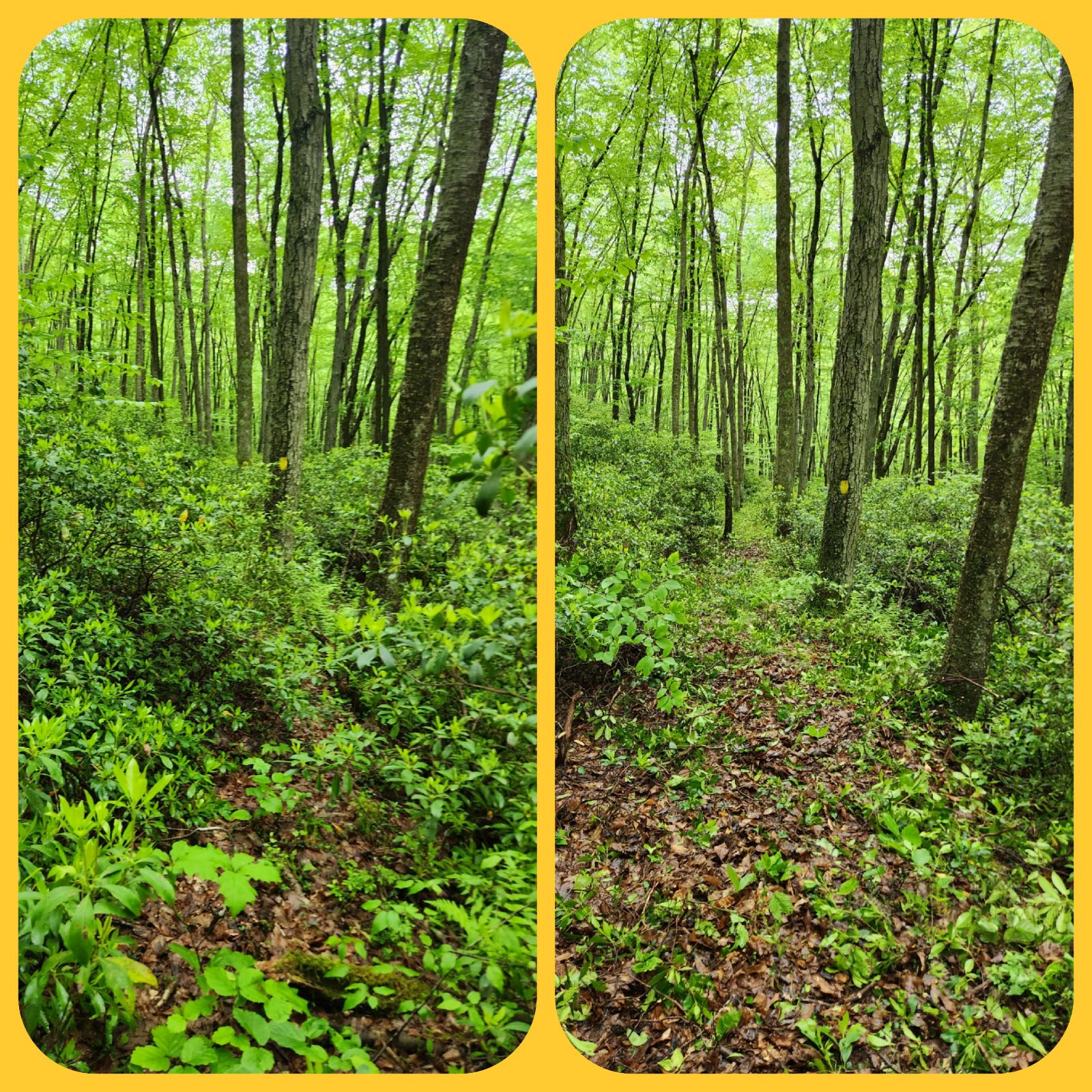 Before and after on the Black Forest Trail