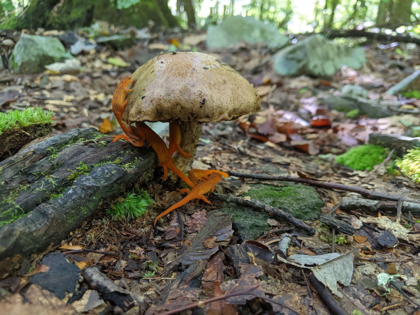Sal%20Mushroom%202%202.jpg