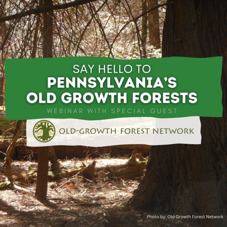 Meet Pennsylvania's Old Growth Forests