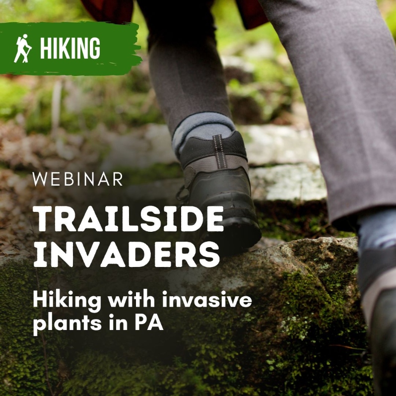 Trailside Invaders: What Pennsylvania hikers need 